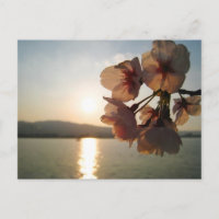 Japanische Kirschblüten