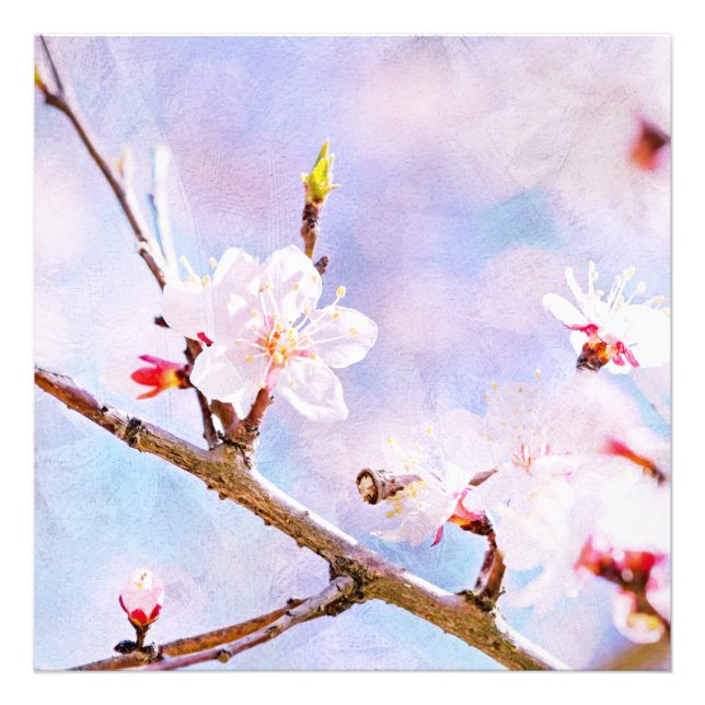 Japanische Kirsche - Sakura in Bloom Fotodruck (Vorne)