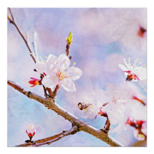 Japanische Kirsche - Sakura in Bloom Poster