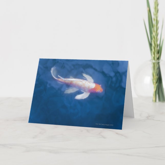 Japanische Koi-Fische im Teich, Hochwinkel Karte (Vorderseite)