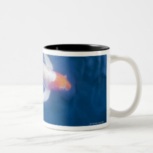 Japanische koi Fische im Teich, hohe Winkelsicht Zweifarbige Tasse