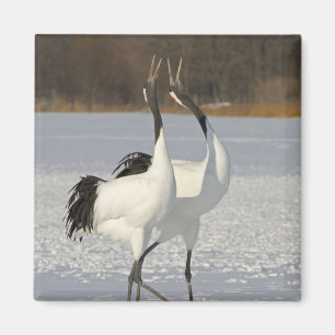 Japanische Krane tanzen auf Schnee Magnet