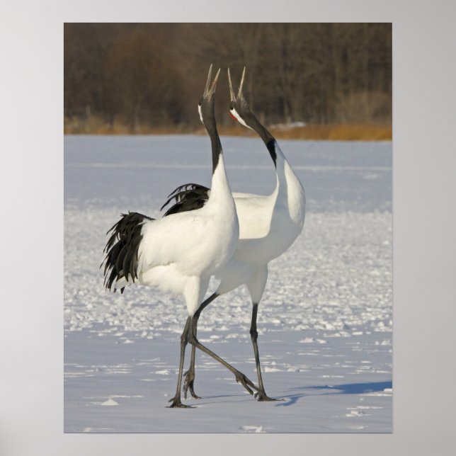 Japanische Krane tanzen auf Schnee Poster (Vorne)
