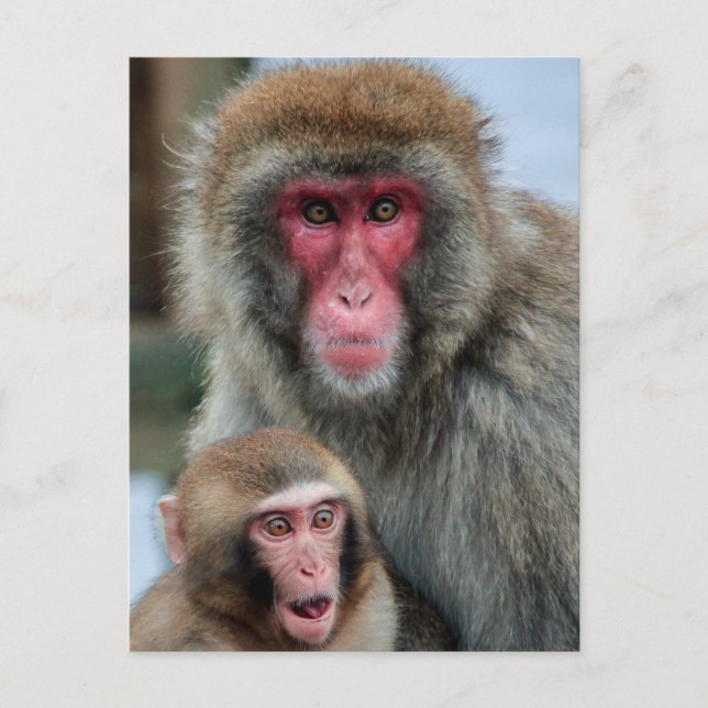 Japanische Macaque Affen Postkarte (Vorderseite)
