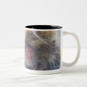 Japanische Macaques (Macaca fuscata) herein Zweifarbige Tasse