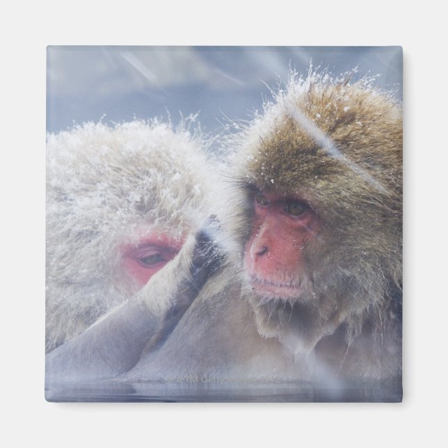 Japanische Macaques (Macaca fuscata) Magnet (Vorne)