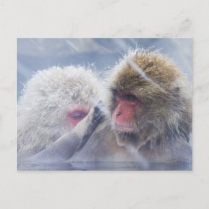 Japanische Macaques (Macaca fuscata) Postkarte