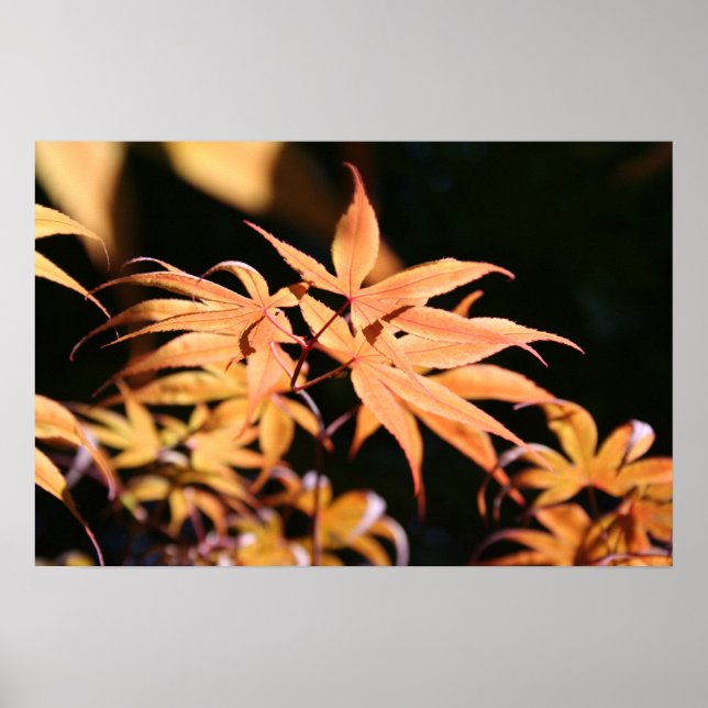 Japanische Maples 6 - Blumenfotografie Poster (Vorne)