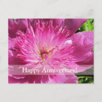 Japanische Peony Happy Anniversary Postcard