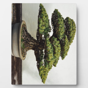 Japanische Pine Bonsai Tree Fotoplatte