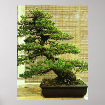 Japanische Pine Bonsai Tree