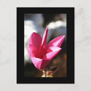 Japanische Postkarte Magnolia