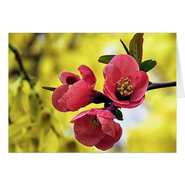 Japanische Quince (Vorderseite (Horizontal))