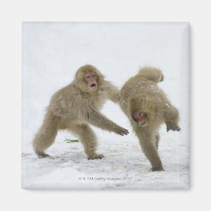 Japanische Schnee-Affejunge, die auf Schnee Magnet