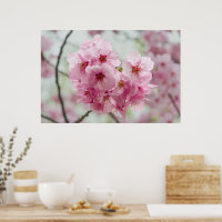 Japanische Schönheit, Blumenrosa Kirschblüten
