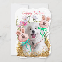 Japanische Spitz-Welpe und Lebkuchenhaare