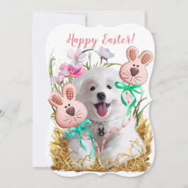 Japanische Spitz-Welpe und Lebkuchenhaare