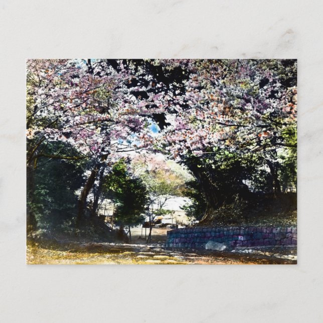 Japanische Vintage Kirschblüten Postkarte (Vorderseite)