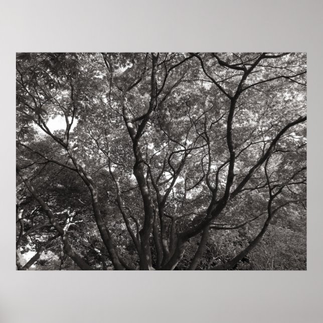 Japanische Zweigstellen II Poster (Vorne)