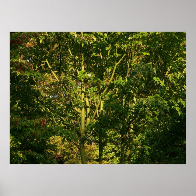 Japanische Zweigstellen V Poster (Vorne)