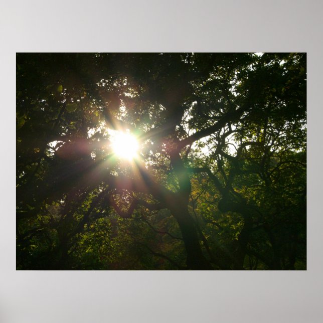 Japanische Zweigstellen VII Poster (Vorne)