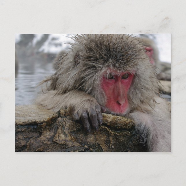 Japanischer Affe entspannt sich im heißen Frühling Postkarte (Vorderseite)