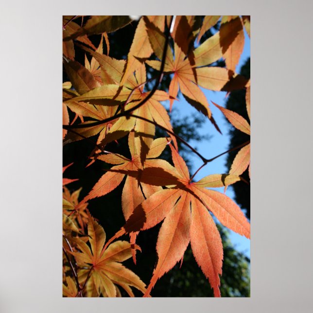 Japanischer Ahorn (2) - Blumenfotografie Poster (Vorne)