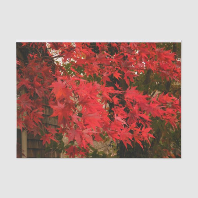 Japanischer Ahorn 'Blutgut' / Roter Fall Foliage / Seidenpapier (Vorderseite)