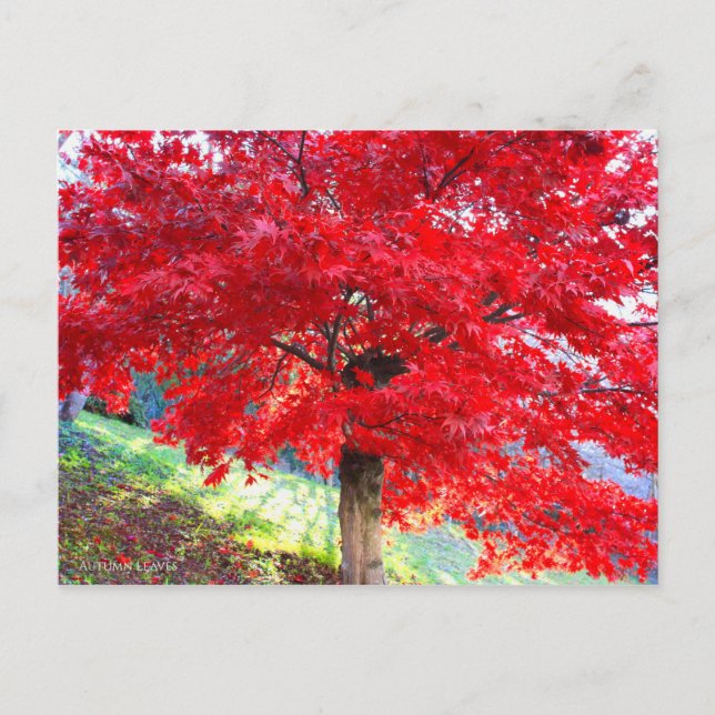 Japanischer Ahorn: Herbstblätter [Postkarte] Postkarte (Vorderseite)