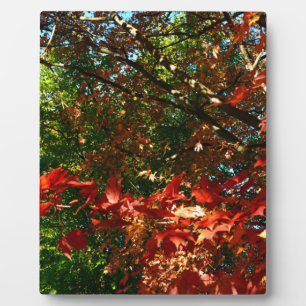 Japanischer Ahorn im Herbst Fotoplatte