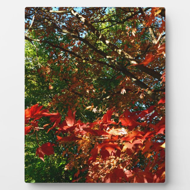 Japanischer Ahorn im Herbst Fotoplatte (Vorderseite)