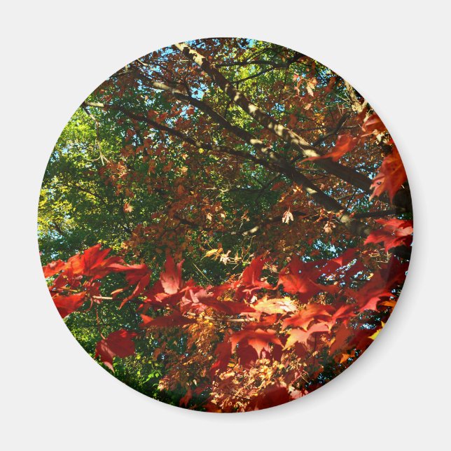 Japanischer Ahorn im Herbst Magnet (Vorne)