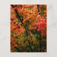 Japanischer Ahorn im Herbst