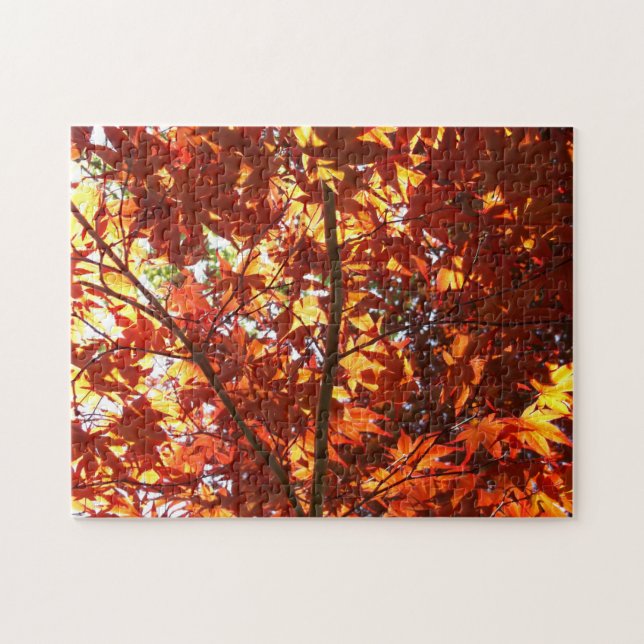 Japanischer Ahorn in der Sonne (Horizontal)