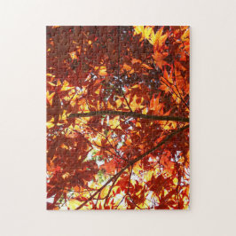 Japanischer Ahorn in der Sonne