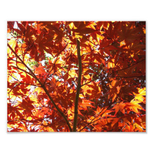 Japanischer Ahorn in der Sonne Fotodruck