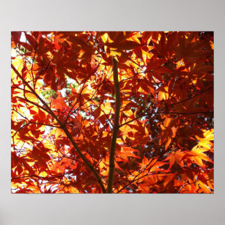 Japanischer Ahorn in der Sonne Poster