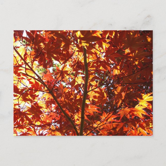 Japanischer Ahorn in der Sonne Postkarte (Vorderseite)