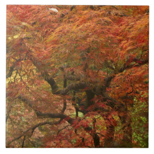 Japanischer Ahorn in Herbstfarbe Fliese