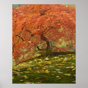 Japanischer Ahorn in Herbstfarbe Poster