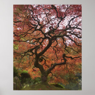 Japanischer Ahorn in Herbstfarbe Poster