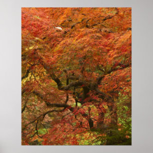 Japanischer Ahorn in Herbstfarbe Poster