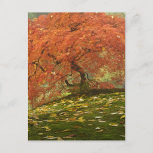 Japanischer Ahorn in Herbstfarbe Postkarte