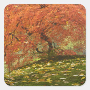 Japanischer Ahorn in Herbstfarbe Quadratischer Aufkleber