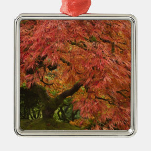 Japanischer Ahorn in Herbstfarbe Silbernes Ornament