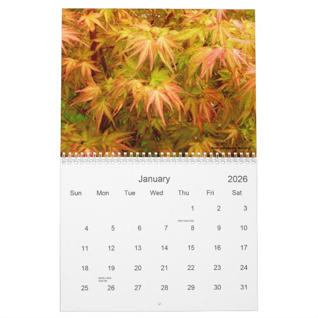 Japanischer Ahorn-Kalender Kalender (Jan 2026)