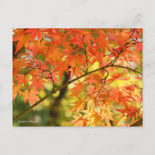Japanischer Ahorn: Postkarte