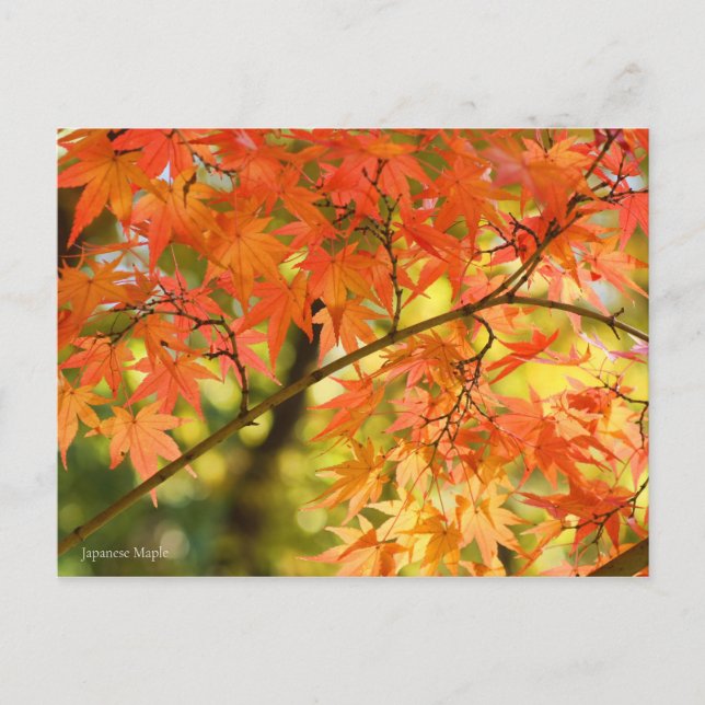 Japanischer Ahorn: Postkarte (Vorderseite)