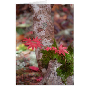 Japanischer Ahorn und Moss