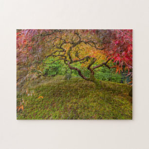 Japanischer Ahornbaum in Herbstfarben